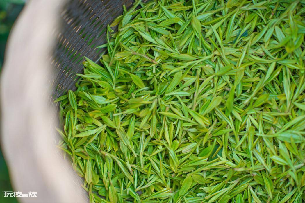 中国茶叶十大排名顺序(茶叶排行榜前10名都是什么茶)-图片2